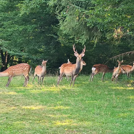 Apartamento Zipperhof Lahr (Baden-Wurttemberg)